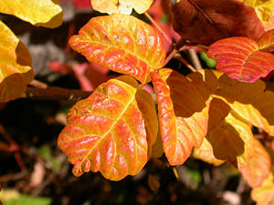 Western Poison Oak showing its fall colors