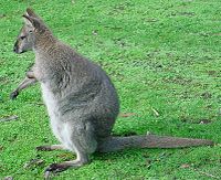 Red-necked-Wallaby.jpg