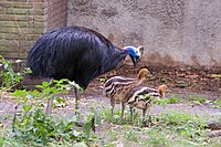 Casuarius casuarius-Artis Zoo -Netherlands -male and chicks-8c.jpg