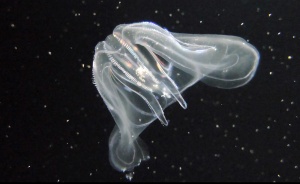 Ctenophore still.jpg