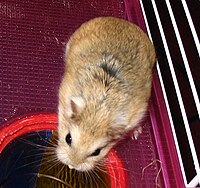 Roborovski hamster.jpg