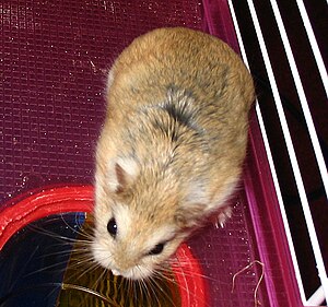 Roborovski hamster.jpg