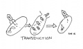 Transduction.jpg