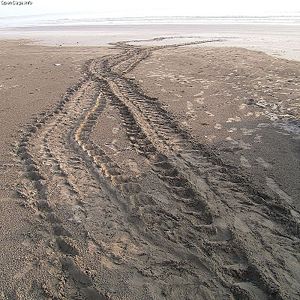 Tracks of a Loggerhead Turtle