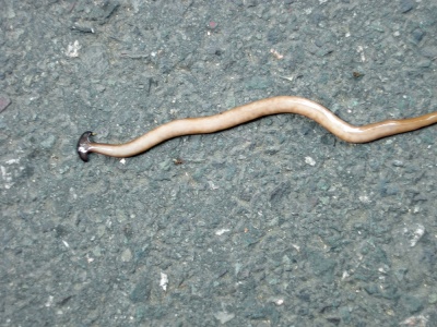 LandPlanarian4355.jpg