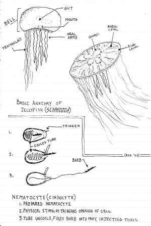 JellyfishAnatomy.jpg