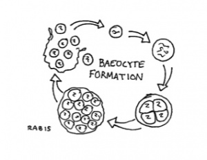 Baeocyte.jpg