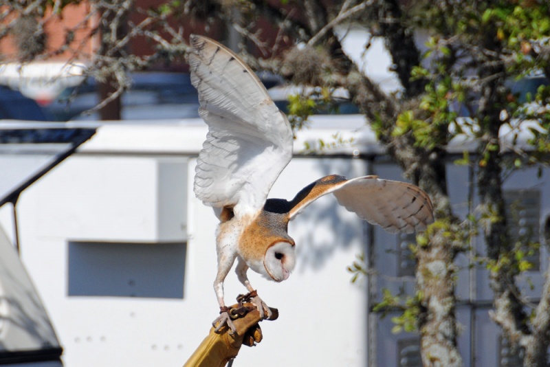 File:Tyto alba 1.jpg